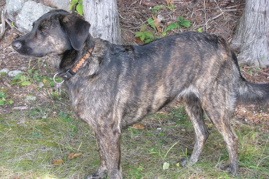 A Treeing Tennessee Brindle, a medium dog of the foundation stock service group