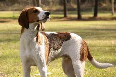 A Treeing Walker Coonhound