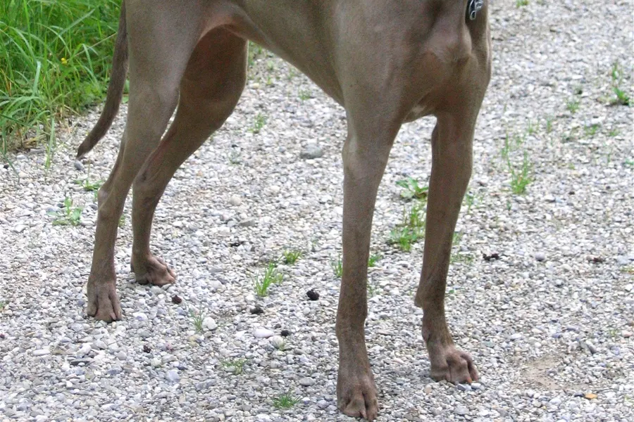 A Weimaraner, a large dog of the sporting group