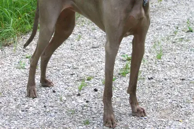 A Weimaraner