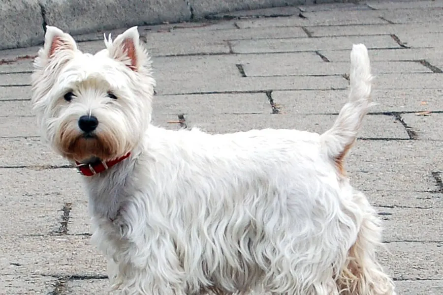 A West Highland White Terrier, a small dog of the terrier group