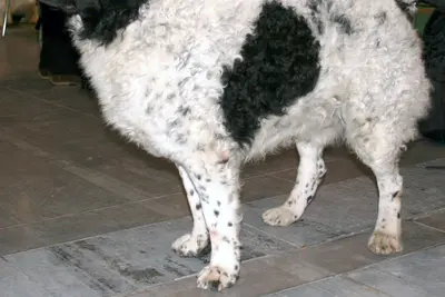 A Wetterhoun