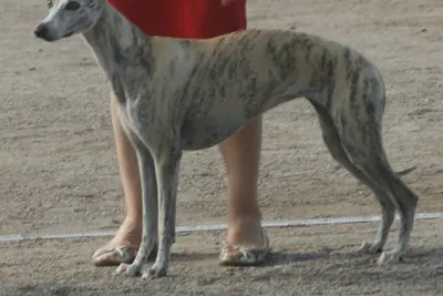 A Whippet