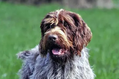 A Wirehaired Pointing Griffon