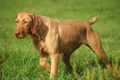 A Wirehaired Vizsla