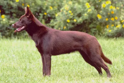 A Working Kelpie