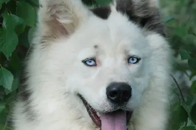 A Yakutian Laika